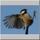 Parus ater - Tannenmeise 07.jpg